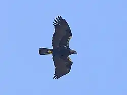 Aigle ibérique en vol.