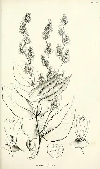 Description de l'image Adansonia; recueil d'observations botaniques (16150404584).jpg.