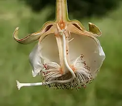 Coupe d'une fleur d'Adansonia digitata.