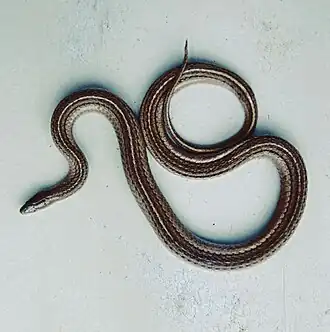 Description de l'image Adelophis foxi.jpg.