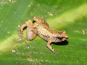 Description de l'image Adelophryne baturitensis.jpg.