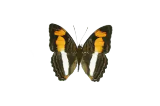 Description de l'image Adelpha melona d.png.