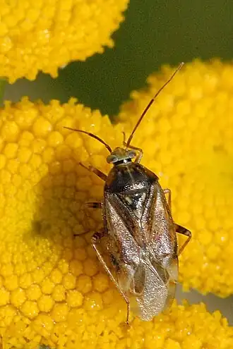 Description de l'image Adelphocoris.seticornis.jpg.