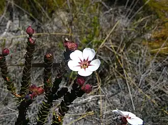 Description de cette image, également commentée ci-après