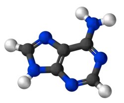 Image illustrative de l’article Adénine