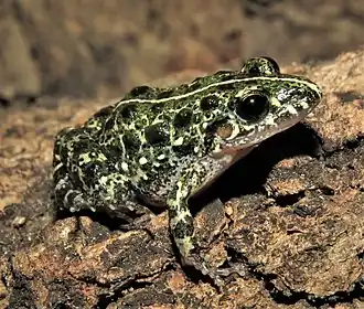 Description de l'image Adenomera saci 002.jpg.