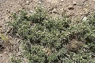 Description de cette image, également commentée ci-après