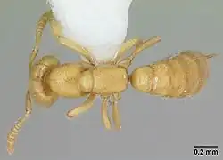 Vue dorsale d'une ouvrière