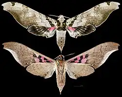 Adhemarius dentoni - MHNT