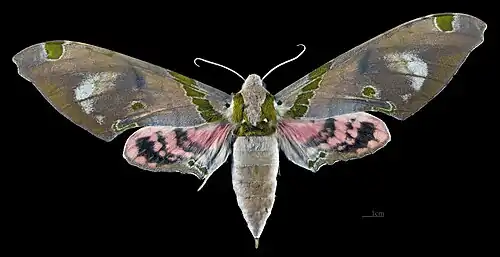 Avers de la femelle(coll.MHNT)