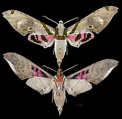 Adhemarius gagarini - MHNT