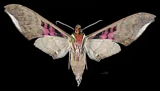 Revers du mâle(coll.MHNT)