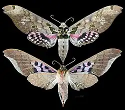 Adhemarius gannascus - MHNT