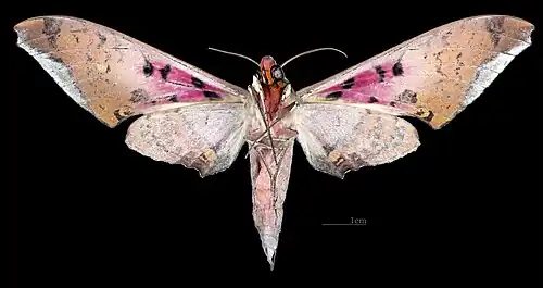 Revers du mâle (coll.MHNT)