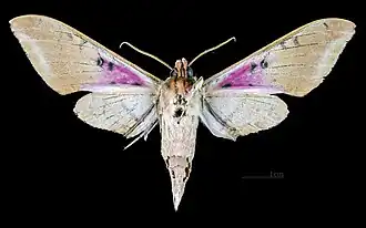 Adhemarius gannascus cubanus revers MHNT