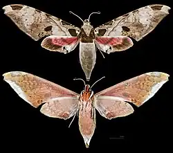 Adhemarius palmeri - MHNT