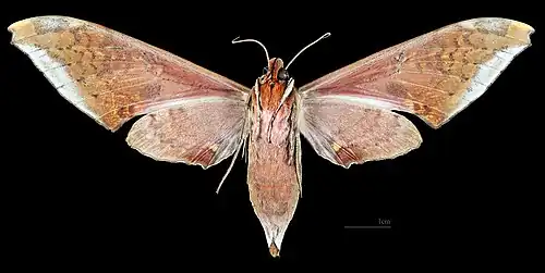 Revers de la femelle