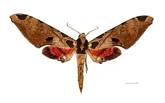 Description de cette image, également commentée ci-après