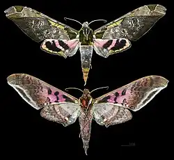 Adhemarius ypsilon - MHNT