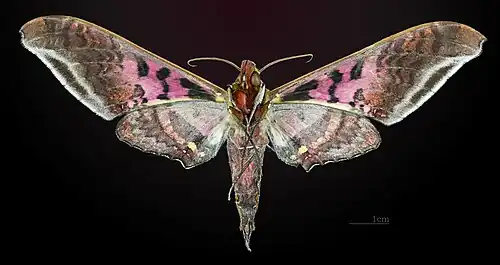 ♂△ Revers - Muséum de Toulouse