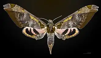 ♀ Face dorsale - Muséum de Toulouse