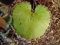 Sores réniformes en pourtour de feuille chez Adiantum reniforme.