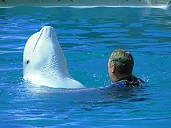 Béluga du delphinarium Utrish de Sotchi (Russie).