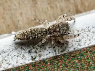 Description de l'image Admestina tibialis 11055470 crop.jpg.