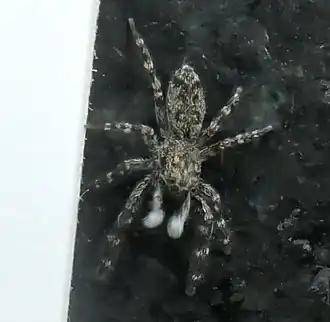 Description de l'image Adoxotoma forsteri (cropped).jpg.