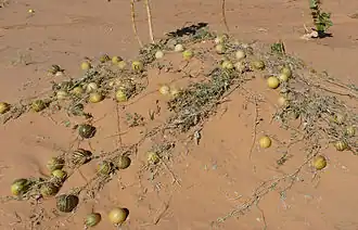 Coloquintes poussant dans le désert de l'Adrar mauritanien.