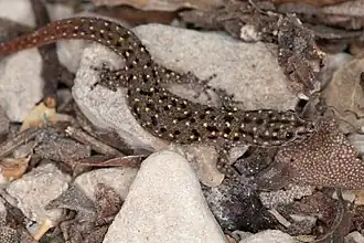 Description de l'image Adult female Sphaerodactylus schuberti from the type locality.jpg.