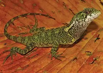 Description de l'image Adult male of Enyalioides azulae - ZooKeys-277-069-g003-A.jpg.