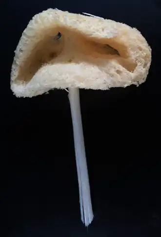 Description de l'image Advhena magnifica (10.7717-peerj.9431) Figure 8 (cropped E).png.