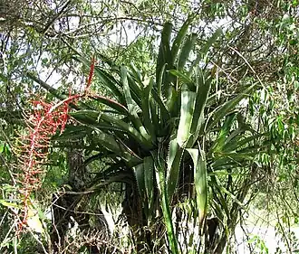 Description de l'image Aechmea-Yucatán.jpg.