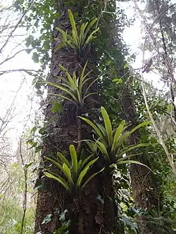 Aechmea au jardin jungle en épiphyte