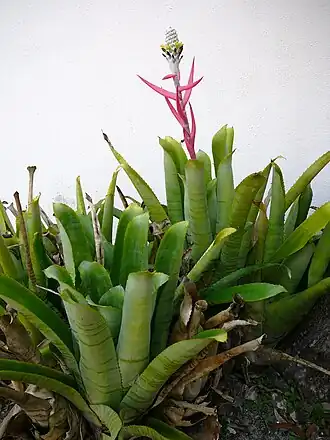 Description de l'image Aechmea Bromeliifolia 02.jpg.