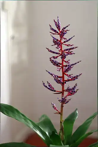 Description de l'image Aechmea_azurea.jpg.