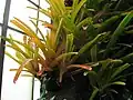 forme orange de 'Aechmea blanchetiana