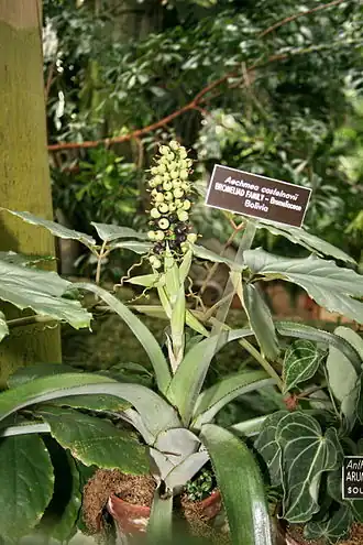 Description de l'image Aechmea_castelnavii.jpg.