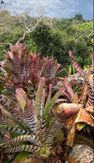 Description de l'image Aechmea zebrina in situ.png.