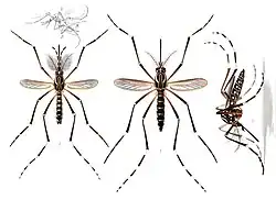 Mâle à gauche, femelles à droite