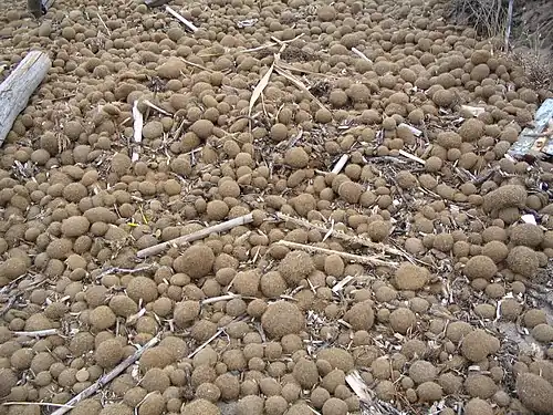 Amas d'égagropiles en Sicile, toujours dans la Riserva Naturale Orientata di Vendicari (réserve naturelle des « Vengeurs »).