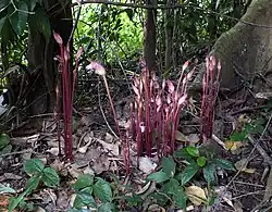 Herbe Aeginetia indica (plante herbacée)