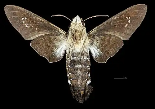 Revers de la femelle. Muséum de Toulouse.