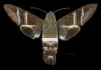 Avers de la femelle (coll.MHNT)