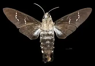 Revers de la femelle (coll.MHNT)