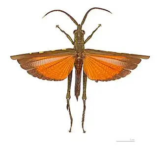 Aeolacris caternaulti - Guyane.