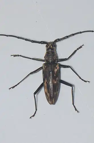 Description de l'image Aeolesthes aurifaber? (20427254711).jpg.