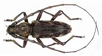 Description de l'image Aeolesthes textor (Pascoe, 1869) male (3987248623).jpg.