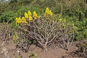 Description de l'image Aeonium arboreum - Jardín Botánico Canario Viera y Clavijo - Gran Canaria - 01.jpg.